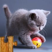 Скачать Игра Коты - Головоломка для детей и взрослых 