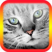 Скачать Переводчик на кошачий язык - Мод много монет RUS версия 5.5 бесплатно apk на Андроид