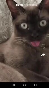 Скачать Смешные видео котиков, прикольные гифки, бесплатно - Все функции Русская версия 1.0.0 бесплатно apk на Андроид